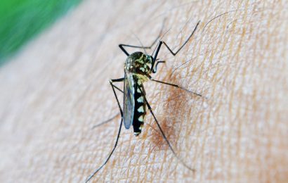 'Self-Sabotage' Prevents Immune Protection Against Malaria